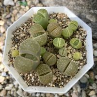 リトープスの画像