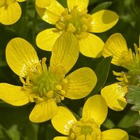 キツネノボタン,キツネノボタン,キツネノボタン,キツネノボタン,iPhone17の画像