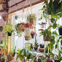 カンガルーポケット,ディスキディア ミリオンハート,ディスキディア ミリオンハート 斑入り,ディスキディア　ナムコック,ペペロミア・キトの画像