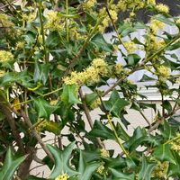 ヒイラギの画像