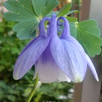 オダマキ,花のある暮らし,小庭,植物大好き,人に優しくの画像