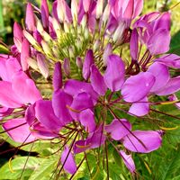 クレオメ,クレオメ(西洋風蝶草),セイヨウフチョウソウ,こぼれ種,花のある暮らしの画像