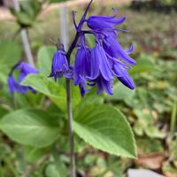 イングリッシュブルーベル,ガーデニング,花のある暮らし,小さな庭の画像