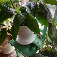 スパティフィラムの画像