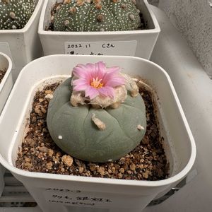 サボテン,瑠璃兜,熊の手,瑠璃兜錦,多毛銀冠玉の画像