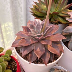 エケベリア,ハートチョイス,ローズウイング,ロミオ×マディバ,多肉植物の画像