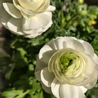 トケイソウ,ラナンキュラス,テラス,ベランダの画像