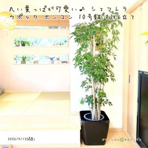 カポック,シェフレラ(ホンコンカポック),観葉植物,鉢植え,観葉植物専門店の画像