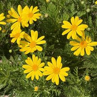 ツルニチニチソウ,ユリオプスデージー,ハナミズキ(白),花のある暮らし,ウォーキングの画像