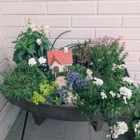 アジュガ,イベリス,きんぎょそう,寄せ植え,ひつじの画像