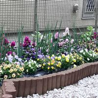 ストック,ビオラ,うさぎビオラ,長ネギ,ソラマメの画像