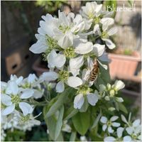 アネモネ,ジューンベリー,八重咲きアネモネ,ジューンベリー“リージェント”,ワスレナグサ(わすれな草)の画像