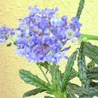 セアノサス,カリフォルニアライラック,セアノサス  パシフィックブルー,セアノサス  パシフィックブルー,ベランダの画像