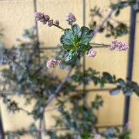 セアノサス,ベランダの画像