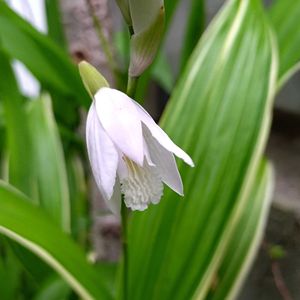 シラン,シロバナシラン,季節の花,お隣の庭,フェンスの画像