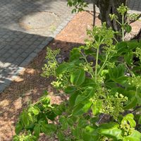 サンショウの画像