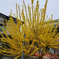 ムスカリ,ムラサキハナナ,レンギョウ,ソメイヨシノ,馬酔木(アセビ）の画像