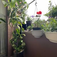 月下美人,クジャクサボテン赤,フウリンブッソウゲ(風鈴仏桑花),我が家の月下美人,極小ベランダの画像