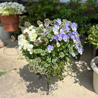 よく咲くスミレ,寄せ植えの画像