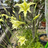 アジュガ,ウメ,グラジオラス,タイム,チコリの画像