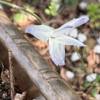 ハナニラ,ハナニラ,パクチー,パクチー,ハヤトウリの画像