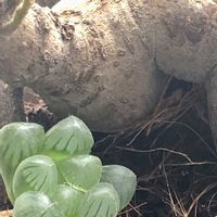 キキョウ,ガジュマル,ガジュマル,ガジュマル,ハオルチアの画像