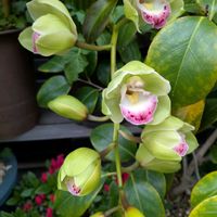 シンビジウム,シンビジウム,ストレリチア,バイカウツギ,君子蘭の画像