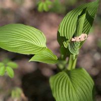 ギボウシ,セイタカアワダチソウ,チゴユリ,ヤブラン,藪蘭の画像
