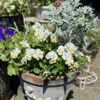 アリッサム,ヒューケラ,ツルバキア　シルバーレース,白妙菊(しろたえぎく),フリル咲き小輪パンジー　ベルクレアの画像