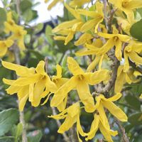 スミレ,レンギョウ,ヒメオドリコソウ,ヒメオドリコソウ（白）,今日のお花の画像