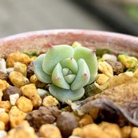 チワワエンシス,多肉植物,鉢植え,葉挿し,ダイソーの画像