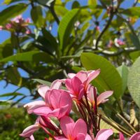 プルメリア,ピンクの花,南国の花,いい匂い,パラオのプルメリアの画像