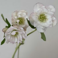 宿根草,クリスマスロ－ズ,切り花,リビング・ダイニングの画像