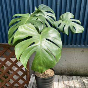 モンステラ,多肉植物,塊根植物,コーデックス,花のある暮らしの画像