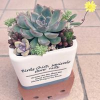 寄せ植え,多肉植物,小さな花壇,ガーデニング初心者,小さな庭の画像