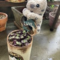 ベランダー,多肉女子,GS植物うちなーぐち会,まつぴよさんｿｯｸｽﾌｧﾐﾘｰ♥️,毎月13日と14日は葉挿しの日の画像