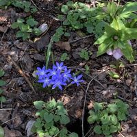 クリスマスローズ,クリスマスローズ,クロッカス,シバザクラ,チオノドクサの画像