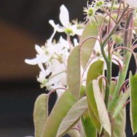 ジューンベリーの画像