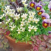 ビオラ,寄せ植え,ガーデニング,カラーリーフの画像