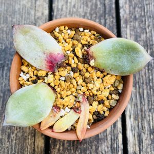 エコー,ブラックサバス,多肉植物,鉢植え,葉挿しの画像