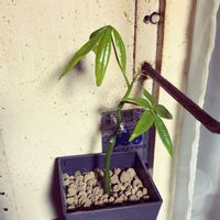 パキラ,キッチン,リビング・ダイニングの画像