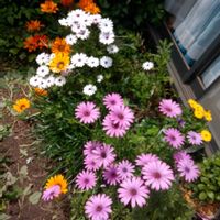 マツバギク,美女撫子の画像