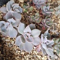 リラシナ,多肉植物,葉挿し,エケベリア属,多肉女子の画像