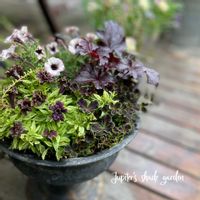 八重咲きペチュニア 湘南リプル,ペチュニア 湘南リプル プルンニャ,寄せ植え,ナチュラルガーデン,ジャンクガーデンの画像