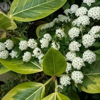 コデマリ,フィカス・アルテシマ,観葉植物,熱帯植物,植物のある暮らしの画像