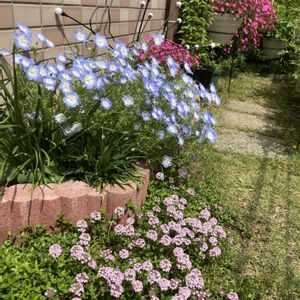 ネモフィラ,クリーピングタイム,シレネピンクパンサー,ガーデニング,マンション専用庭の画像