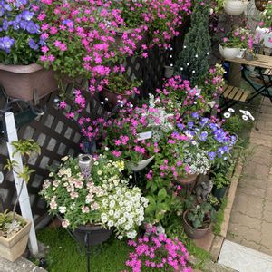 シレネピンクパンサー,ガーデニング,マンション専用庭,庭の画像