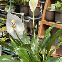 スパティフィラム,スパティフィラムの画像