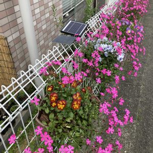 シレネピンクパンサー,ガーデニング,花のある暮らし,マンション専用庭,庭の画像