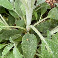 ラムズイヤーの画像